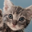 cat-poop