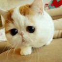 hamody