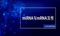 CeRNA网络构建—miRNA与mRNA互作关系