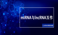 CeRNA网络构建—miRNA与lncRNA互作关系