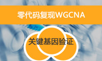 零代码复现WGCNA之关键基因验证